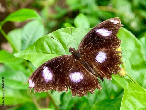 butterfly with purple and white spots on its wings photo