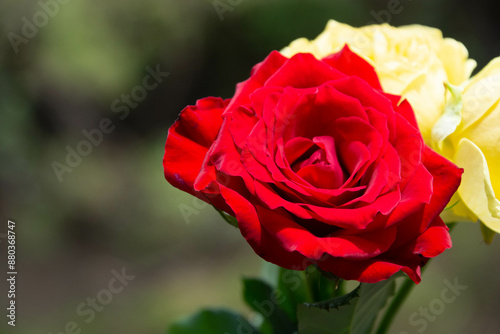 赤い薔薇