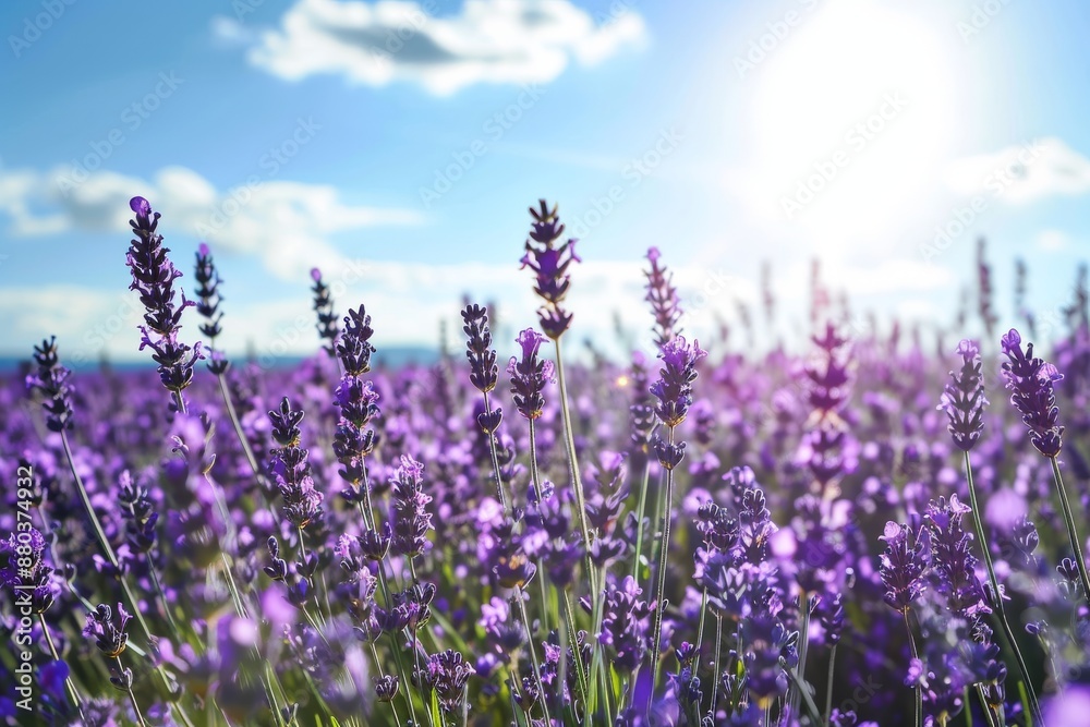 Naklejka premium Sun-drenched lavender fields in full bloom, A blooming field of lavender under a sunny sky, AI generated