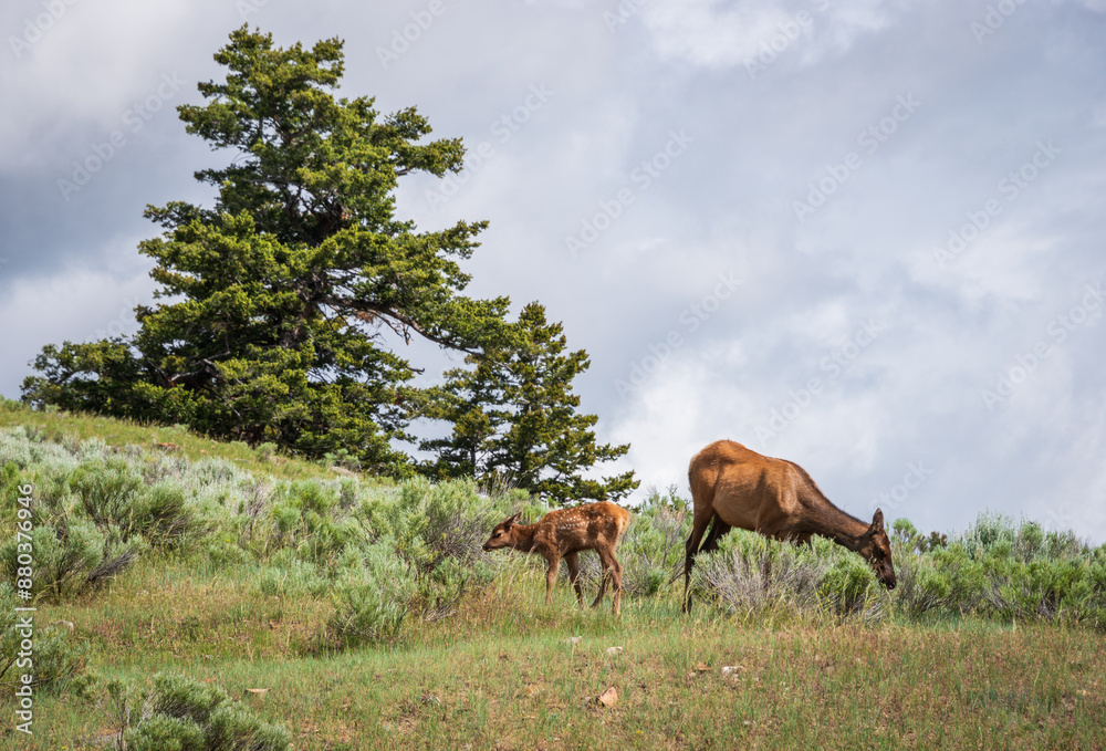Elk Grazing in Yellowstone National Park Elk Grazing in Yellowstone National Park