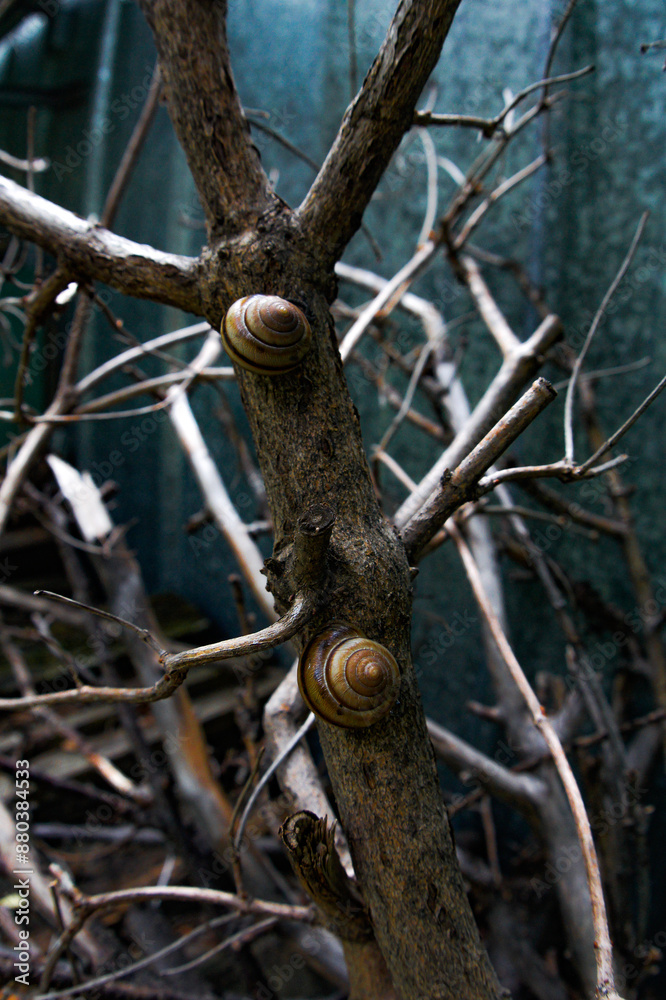 two snails on the broken tree branch in the garden two snails on the broken tree branch in the garden