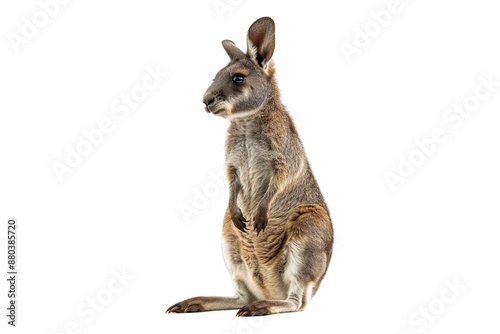 Kangroo isolated on transparent background
