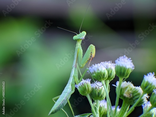 praying mantis on ageratum conyzoides flower with blur background