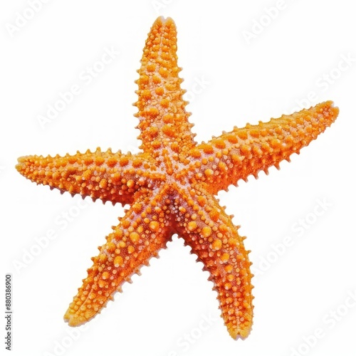 Vibrant Orange Starfish Isolated on White