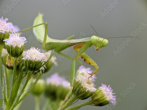 praying mantis on ageratum conyzoides flower with blur background
