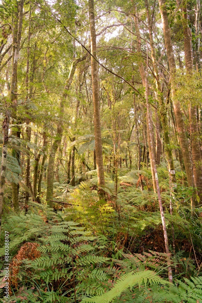 forest in autumn
