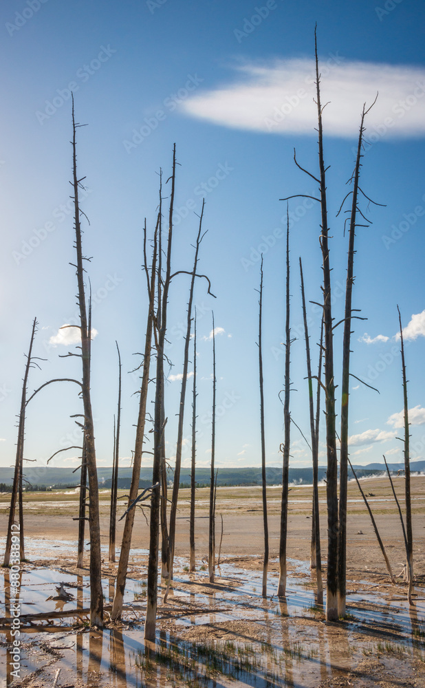 Bobby sox trees coated with silica in the Lower Geyser Basin in Yellowstone National Park, Wyoming, USA