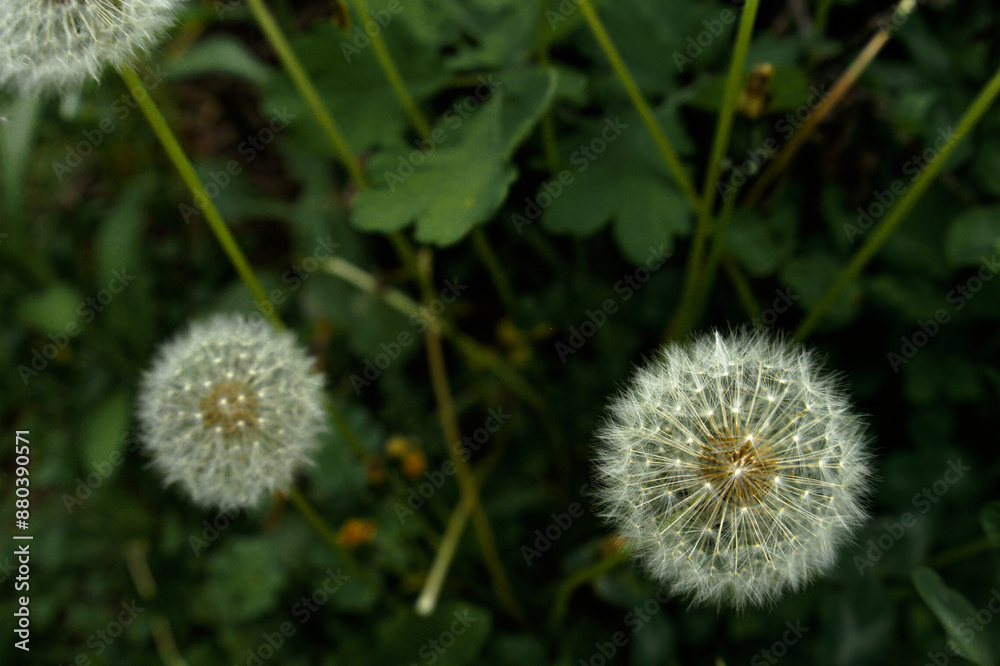 white dandelions in the green grass in the summer garden white dandelions in the green grass in the summer garden