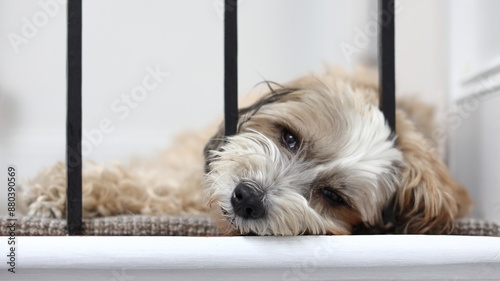 Fotografia A tibetan terrier dog is seen resting