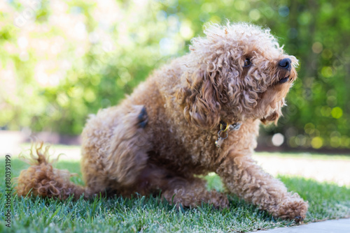 A small brown toy poodle breed dog scratches his ear sitting on the grass in the park. Possible parasite or flea infection. antiparasitic collar