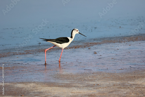 Black Necked Stilt at the Great Salt Lake © leomalsam