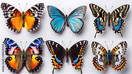 Colorful butterflies on white background. © Anusak