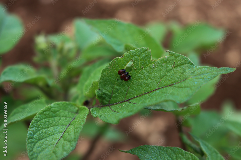 Close-up of many red larva of the Colorado potato beetle eating potato leaves. Leptinotarsa decemlineata in the vegetable garden Close-up of many red larva of the Colorado potato beetle eating potato leaves. Leptinotarsa decemlineata in the vegetable garden
