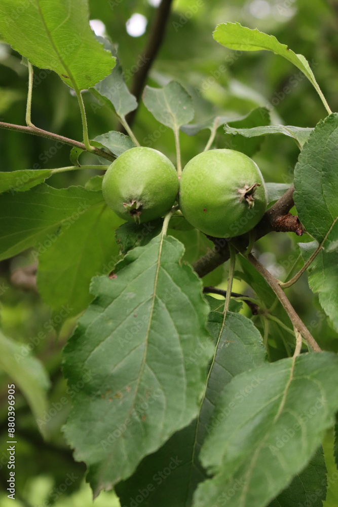 Close-up of green Fuji apples growing on branch on tree in the orchard. Malus domestica Close-up of green Fuji apples growing on branch on tree in the orchard. Malus domestica