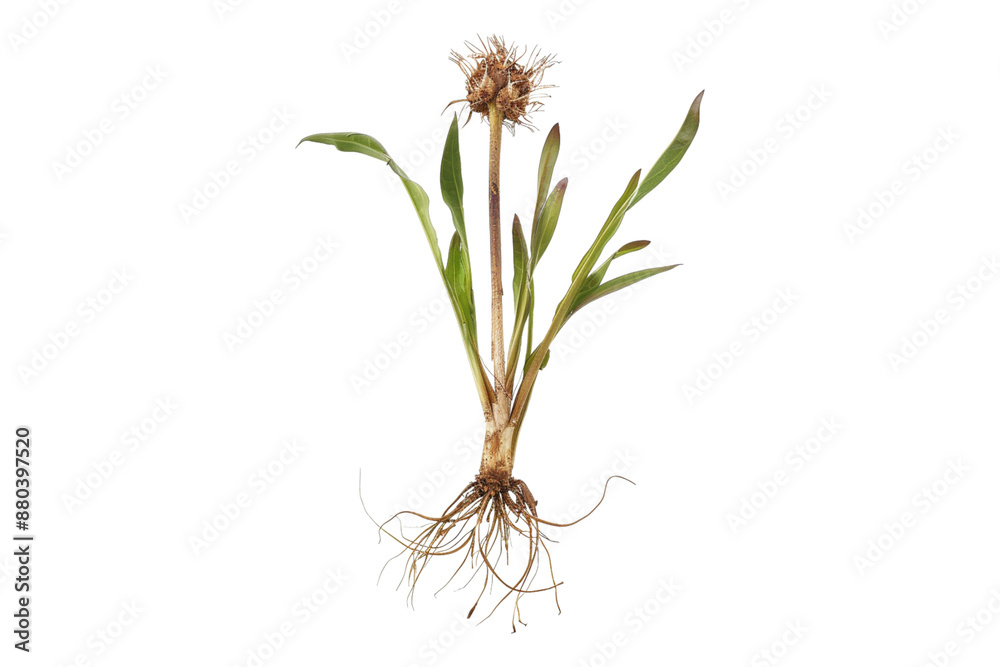 Salsify isolated on transparent background Salsify isolated on transparent background