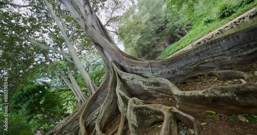 Cinematic tilt shot of beautiful Hawaiian tree and roots