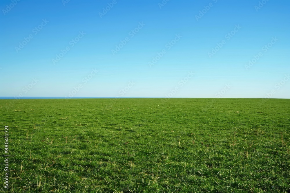 Green grass field with a blue sky. Green grass field with a blue sky.