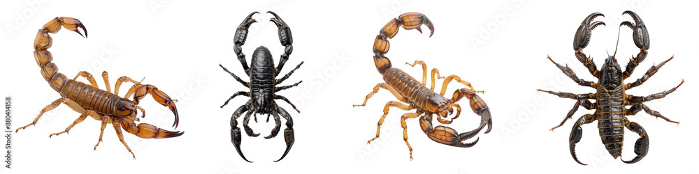 Collection of scorpions isolated on transparent or white background Collection of scorpions isolated on transparent or white background