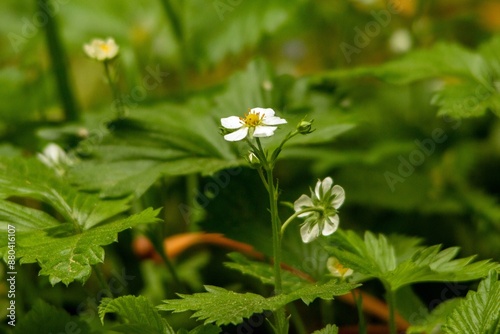 Green plants on the terrace in spring in the city of Munich