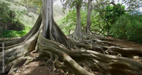 Large, beautiful roots of Hawaiian jungle tree
