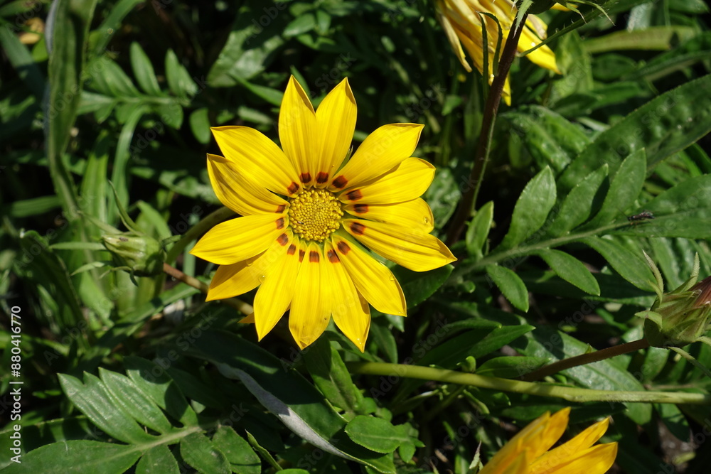 Closeup of one yellow flower of Gazania splendens in July