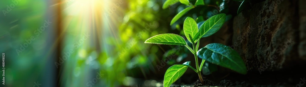 Sunlit Green Plant Growing in Garden with Morning Light and Dew Drops on Leaves Sunlit Green Plant Growing in Garden with Morning Light and Dew Drops on Leaves