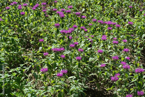 Numerous violet flowers of Monarda in July