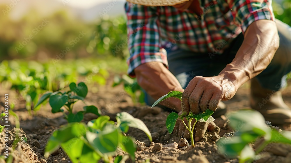 Close-Up: Farmer in Straw Hat and Plaid Shirt Tending Young Potato Plants Close-Up: Farmer in Straw Hat and Plaid Shirt Tending Young Potato Plants