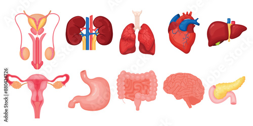 Vector illustration of human liver, reproductive system, brain, heart, kidneys, lungs. The concept of organs for study for medical and biological purposes. Picture for books, magazines and articles