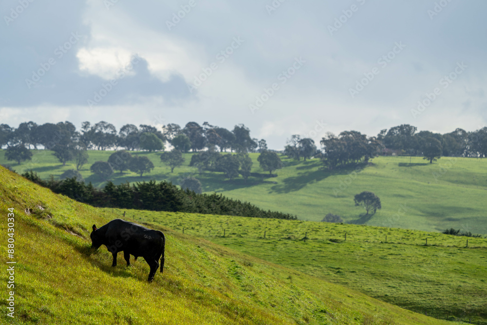 beautiful farming landscape in australia with green rolling hills in spring beautiful farming landscape in australia with green rolling hills in spring