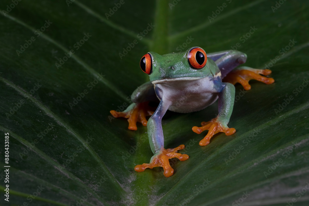 Naklejka premium Red-eyed tree frog closeup on green leaves, Red-eyed tree frog (Agalychnis callidryas) closeup, Exotic animal of rain forest
