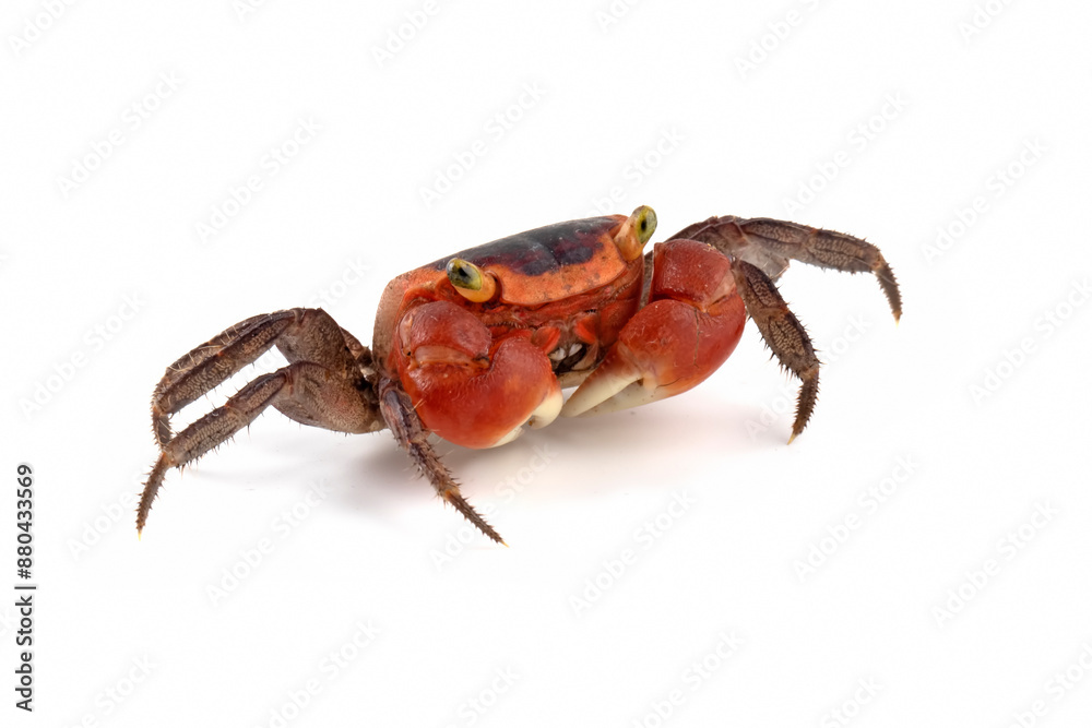 Feale red apple crab or chameleon crab closeup on white background, Red apple on isolated background Feale red apple crab or chameleon crab closeup on white background, Red apple on isolated background