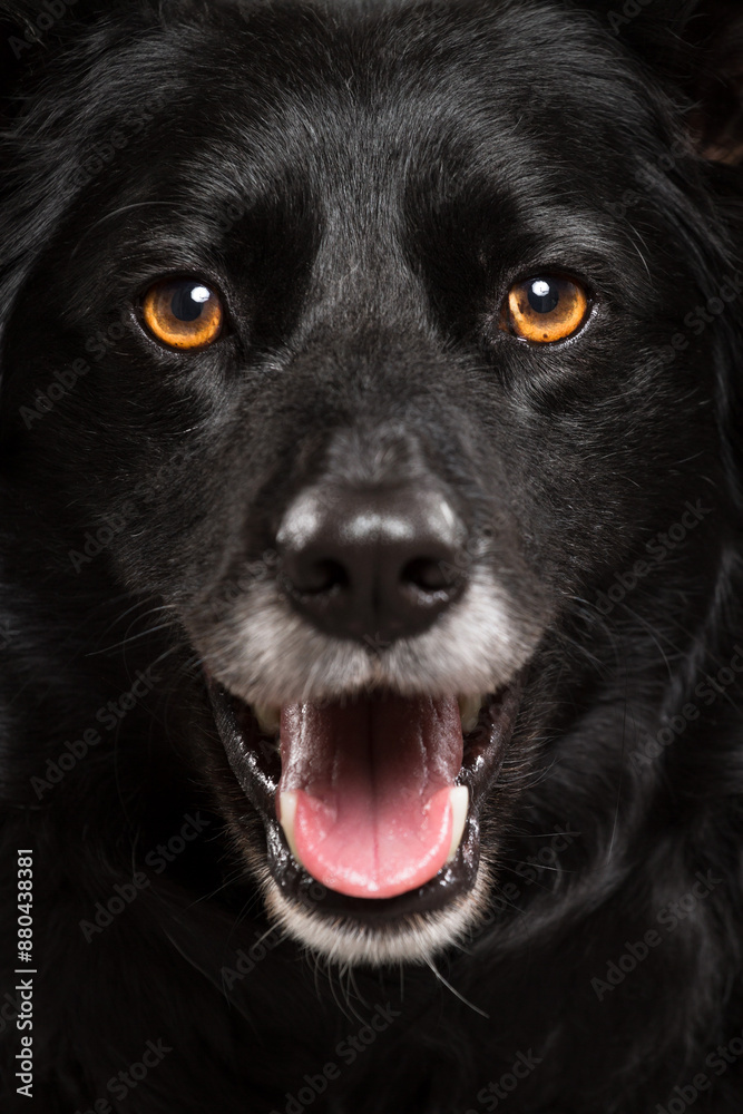 a black border collie dog close up face portrait in the studio looking happy a black border collie dog close up face portrait in the studio looking happy