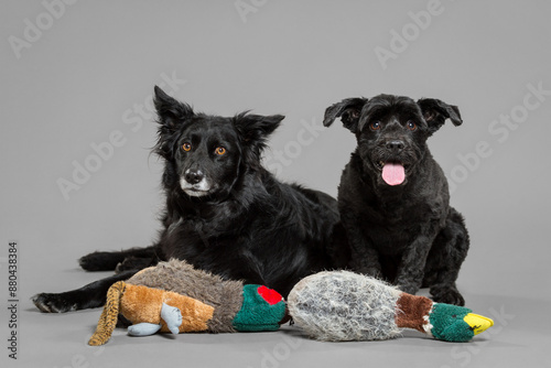 group of two black dogs a border collie and a mixed breed small dog lying together in the studio on a grey background with two stuffed duck toys