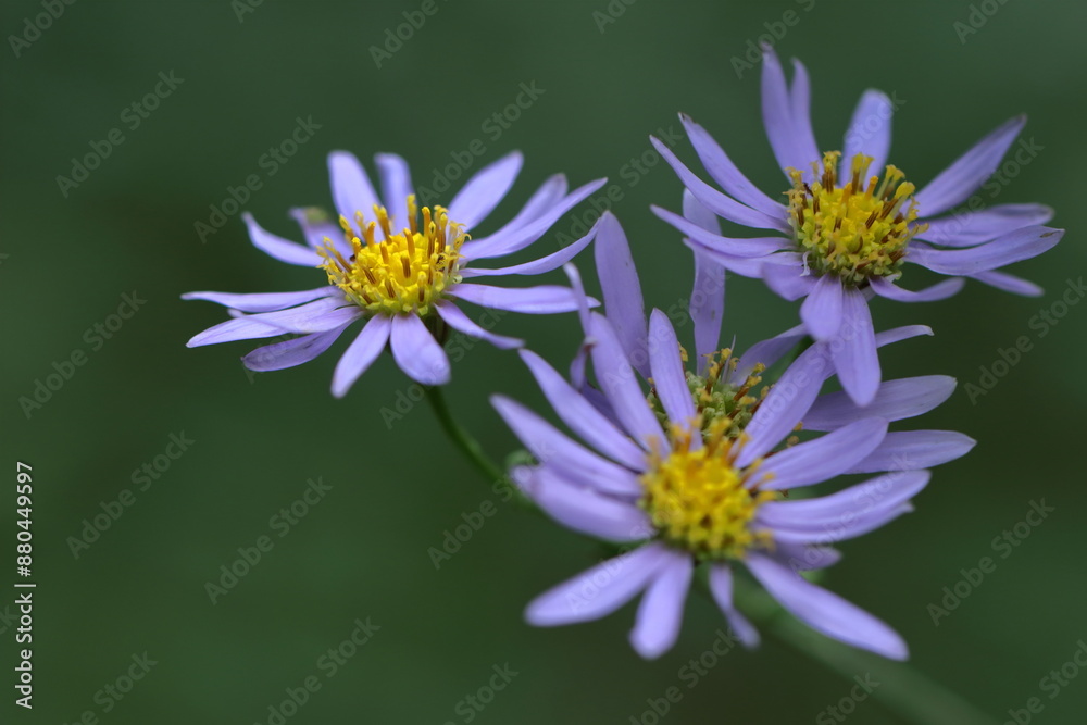十五夜の時期に咲く薄紫の花 十五夜の時期に咲く薄紫の花