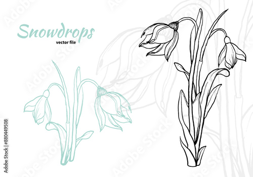 Sensitive snowdrop in light turquoise and black. Hand drawn vector outlines of this flower can be easily edited or used as they are in both print and online projects. 