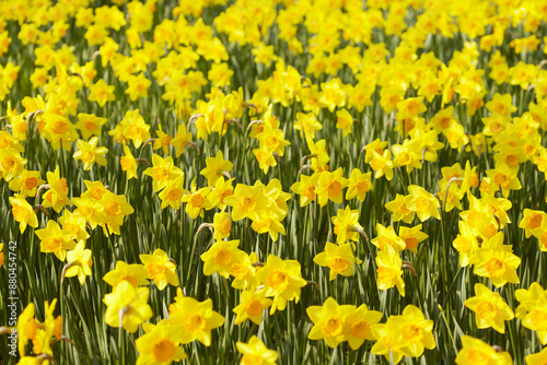 Yellow Daffodil Field 黄色い水仙畑 © yuzy