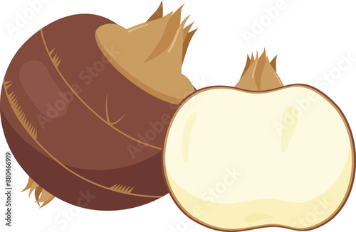 Flat vector Water Chestnut EPS photo