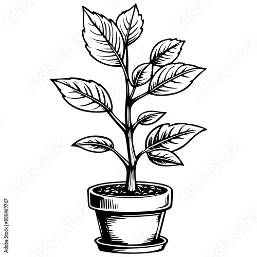 cartoon plant monochrome hand drawn line illustration, transparent background