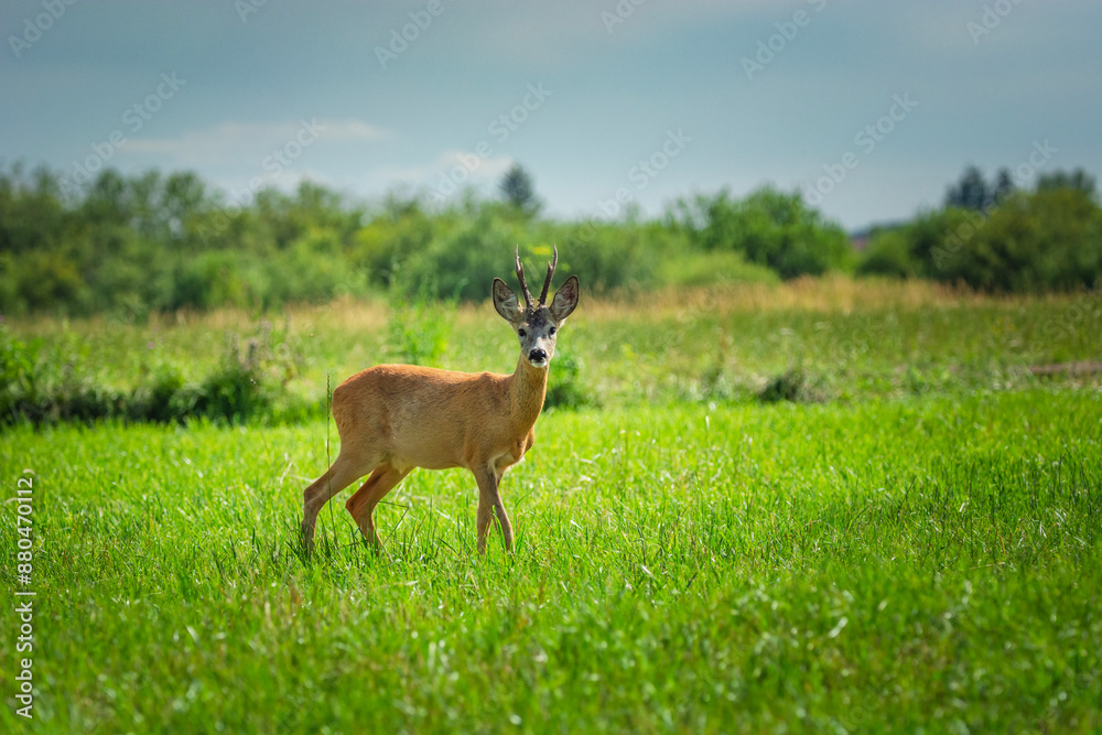 Roe deer buck standing in the meadow Roe deer buck standing in the meadow