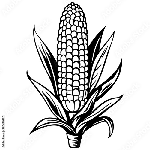Drawing cartoon corn drawing, realistic hand drawing line art, pencil sketch, isolated