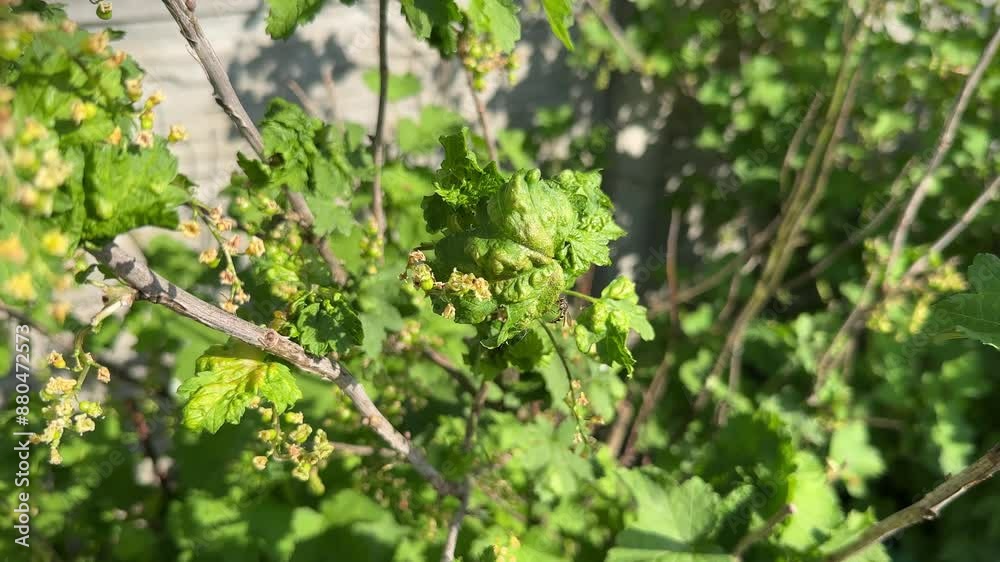 Currant disease. Curled leaves of Redcurrant or Ribes rubrum affected with Redcurrant Blister Aphid or Cryptomyzus ribis. Currant disease. Curled leaves of Redcurrant or Ribes rubrum affected with Redcurrant Blister Aphid or Cryptomyzus ribis.
