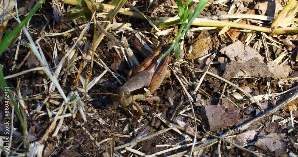 Static video of a Dallas Shirt-Wing Grasshopper Melanoplus flabellatus Static video of a Dallas Shirt-Wing Grasshopper Melanoplus flabellatus