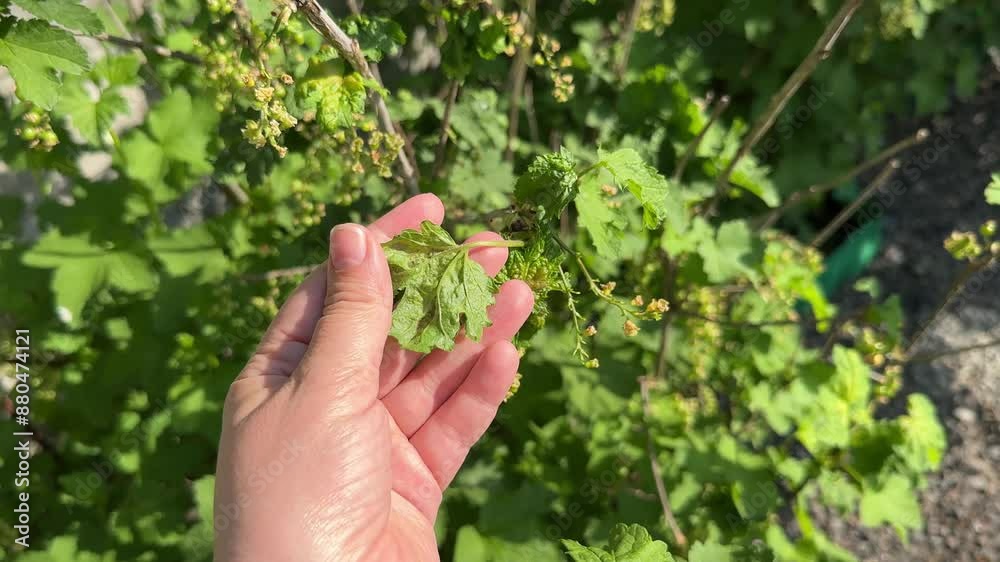 Currant disease. Leaf of Redcurrant or Ribes rubrum affected with Redcurrant Blister Aphid or Cryptomyzus ribis. Currant disease. Leaf of Redcurrant or Ribes rubrum affected with Redcurrant Blister Aphid or Cryptomyzus ribis.