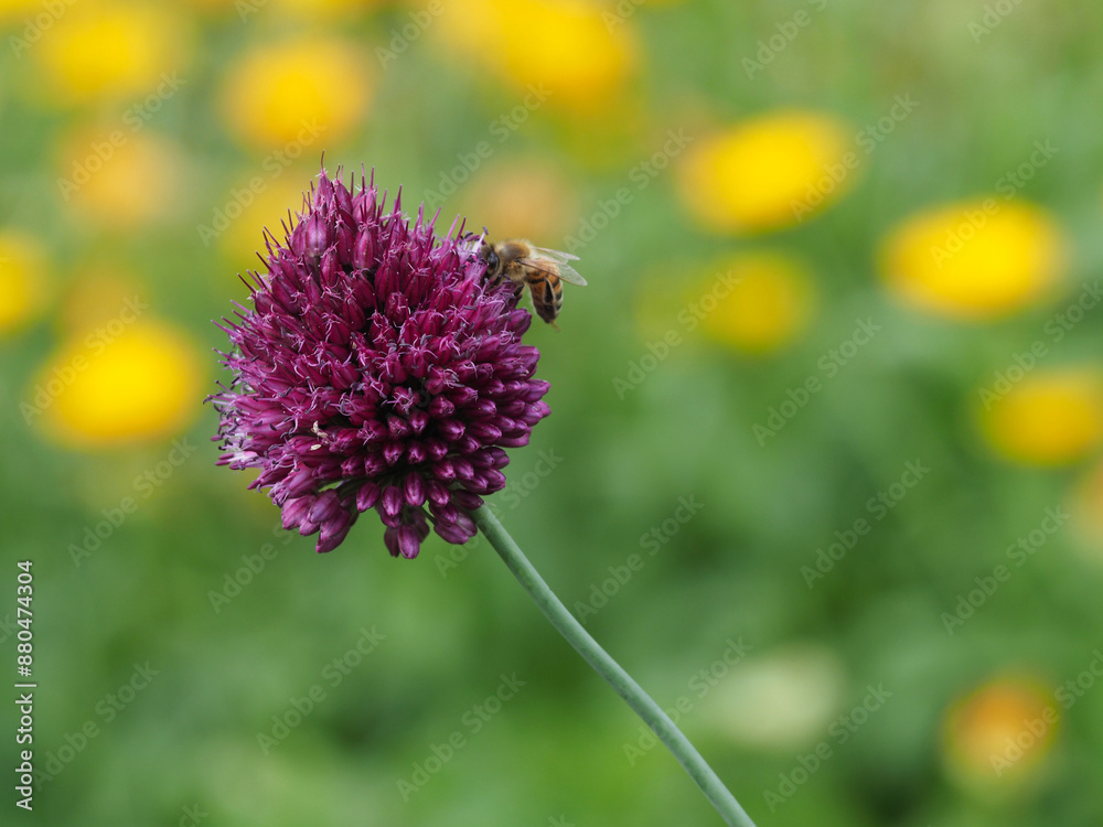 Obraz premium Allium Sphaerocephalon (Kugelköpfiger Lauch) mit Biene