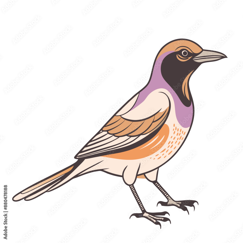 Obraz premium Magpie Bird Color Vector for various uses