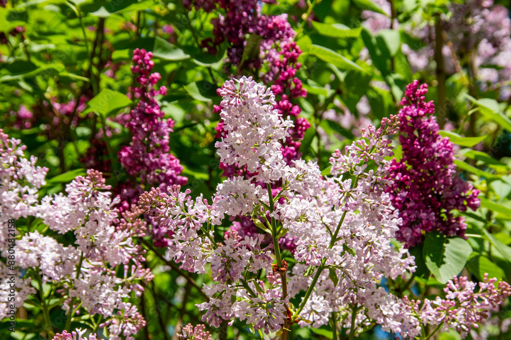 lilac blossoms in spring in the city Munich lilac blossoms in spring in the city Munich