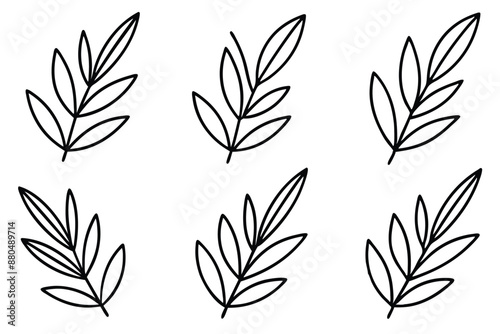 Olive Leaf line art perfect for botanical enthusiasts decor