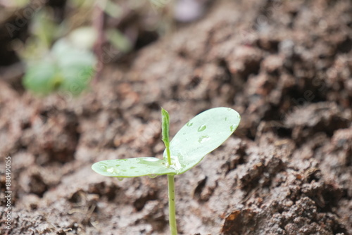 beginning to grow a leaf in a seed sprout from soil 
which keep potential  changes in environment environmental day