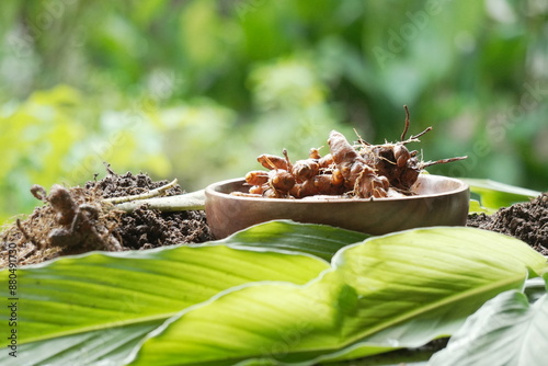 Raw Turmeric harvest from agricultural farming 
leaf and stem of turmeric plant
